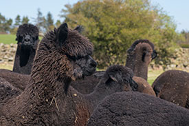 nero black alpacas