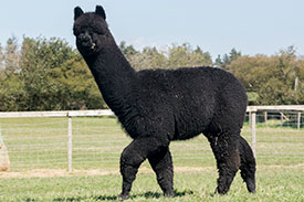 nero black alpacas