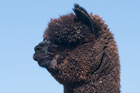 nero black alpacas