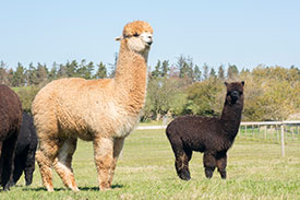 nero black alpacas