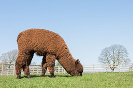 nero black alpacas