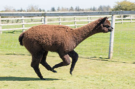 nero black alpacas