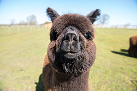 nero black alpacas