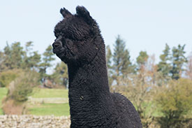 nero black alpacas