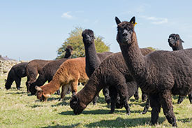 nero black alpacas