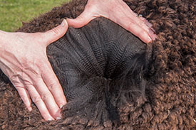 nero black alpacas