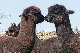 nero black alpacas